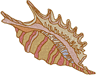 Machine Embroidery Designs: Seashell 4